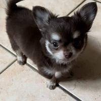 Chihuahua con pedigree
