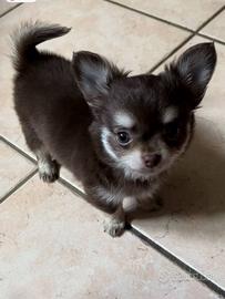 Chihuahua con pedigree