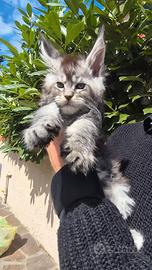 Cuccioli maine coon linee estere alta genealogia
