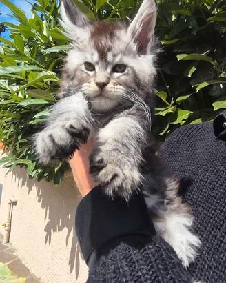 Cuccioli maine coon linee estere alta genealogia