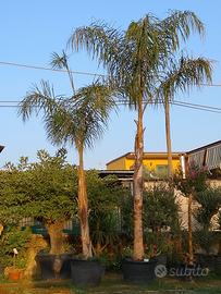 palme cocos