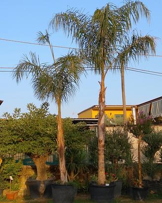 palme cocos