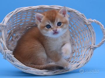 Maschio British Golden