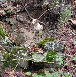 Segugio da cinghiale