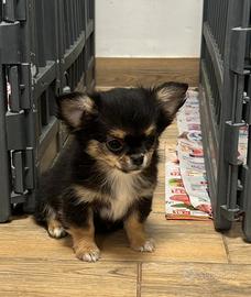 Cuccioli chihuahua pelo lungo