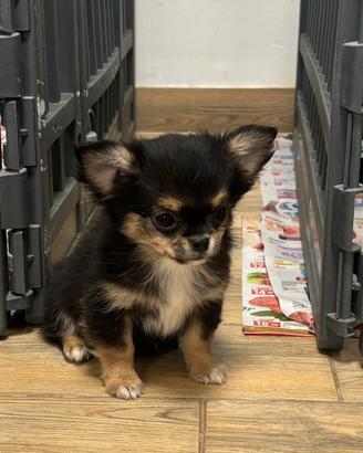 Cuccioli chihuahua pelo lungo