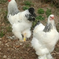 C.e.r.c.o gallo brama
