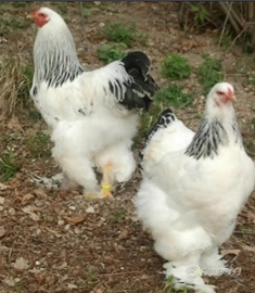 C.e.r.c.o gallo brama