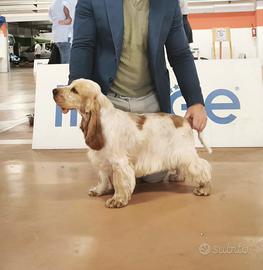 C.e.r.c.o monta Cocker roano