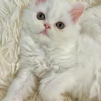 Cucciolo Persiano