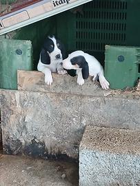 Cuccioli di segugi francesi
