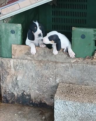 Cuccioli di segugi francesi