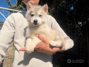 Siberian Husky con pedigree enci