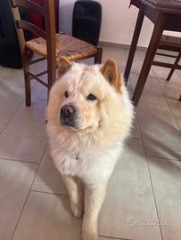 Cane chow chow da monta