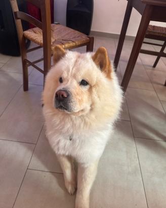 Cane chow chow da monta