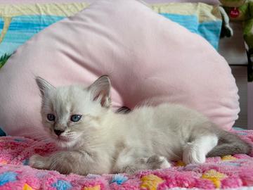 Ragdoll