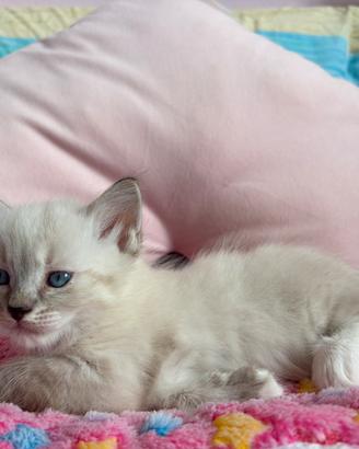 Ragdoll