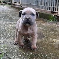 Cane Corso Alta Genealogia