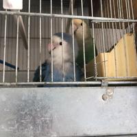 Pappagalli inseparabili allevati a mano