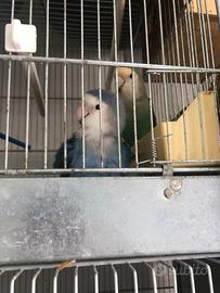 Pappagalli inseparabili allevati a mano