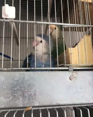Pappagalli inseparabili allevati a mano