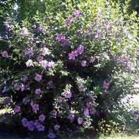 Pianta da giardino adulta di IBISCO fiore lavanda