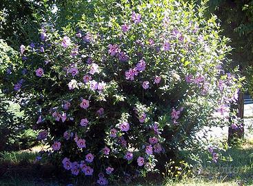 Pianta da giardino adulta di IBISCO fiore lavanda