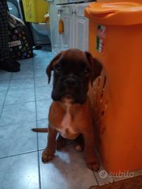 Cuccioli Boxer