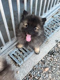 Cuccioli Wolfspitz - Keeshond