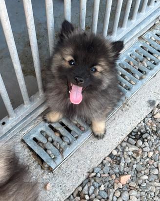Cuccioli Wolfspitz - Keeshond
