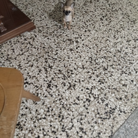 Gd chihuahua mini Toy con pedigree femmina