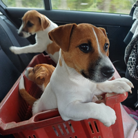 Cuccioli di Jack russell terrier con pedigree