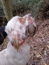 Settore inglese per monta