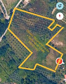 Terreno Agricolo + Oliveto