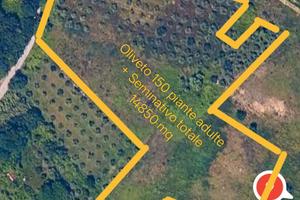 Terreno Agricolo + Oliveto