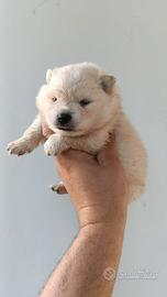 Cuccioli Spitz Pomerania
