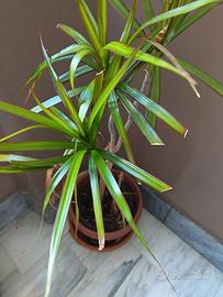 pianta in vaso dracaena marginata