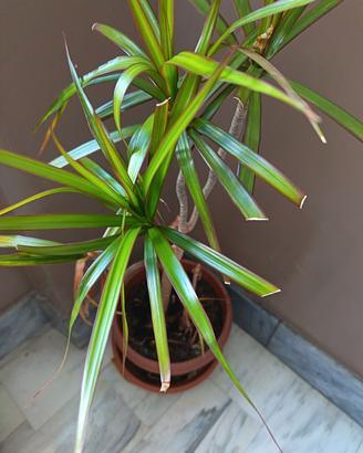 pianta in vaso dracaena marginata