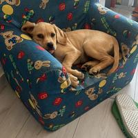 Iside cucciola dolce e coccola