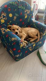 Iside cucciola dolce e coccola