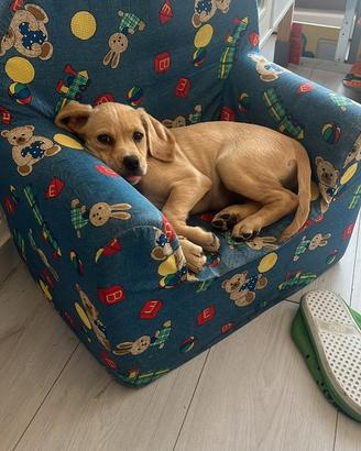 Iside cucciola dolce e coccola