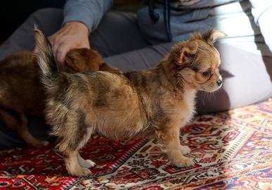 Cucciola di chihuahua