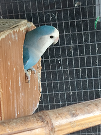 Coppia inseparabili roseicollis