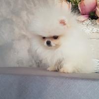 Spitz di pomerania femmina