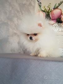 Spitz di pomerania femmina