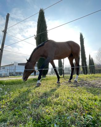Cavallo