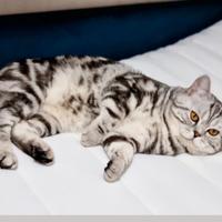 Gatto Scottish accoppiamento monta British