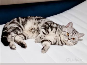 Gatto Scottish accoppiamento monta British