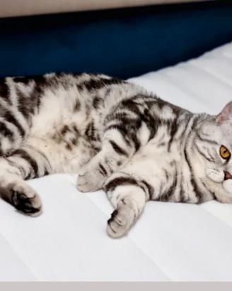 Gatto Scottish accoppiamento monta British