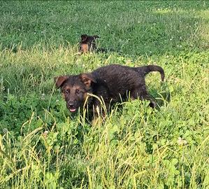 Cuccioli pastore tedesco pedigree